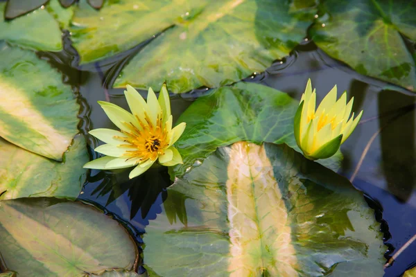 Flor amarilla de nenúfar o loto floreciendo en el estanque — Foto de Stock