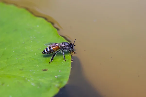 Bee drinkwater — Stockfoto