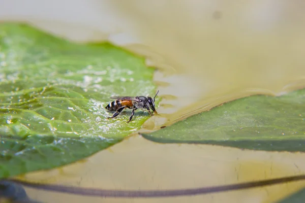 Včela pitné vody — Stock fotografie