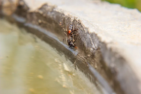 Bee drinkwater — Stockfoto