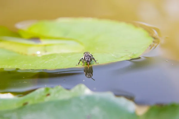 Bee drinkwater — Stockfoto