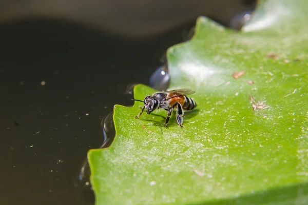 Bee op groen blad — Stockfoto