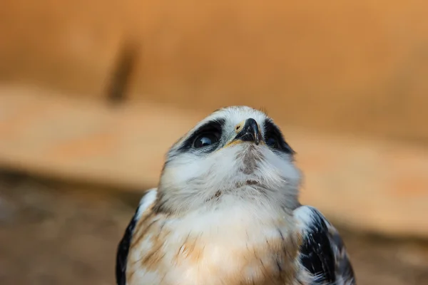 Falcon mladý pták — Stock fotografie