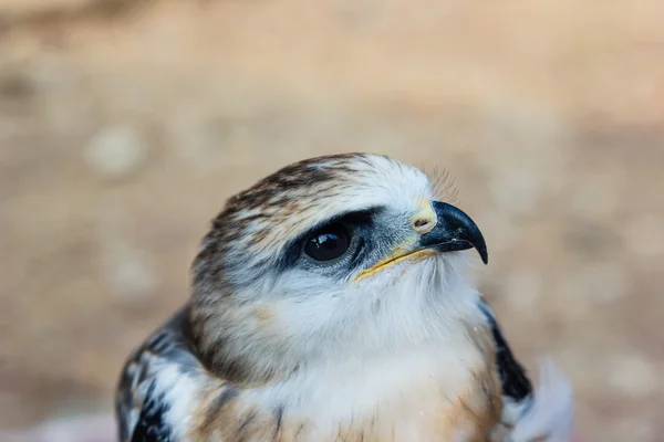 Falcon mladý pták — Stock fotografie