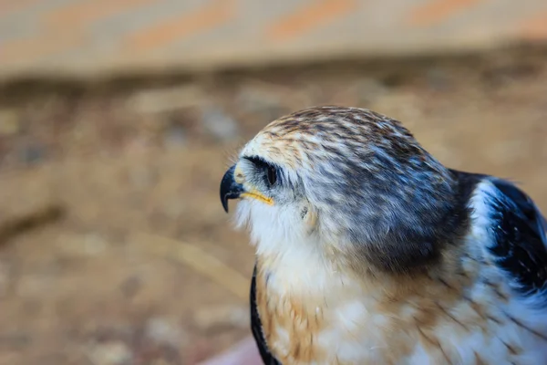 Jungfalkenvogel — Stockfoto