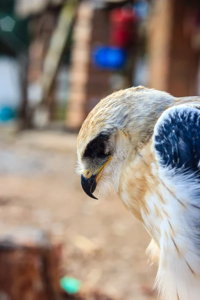 Jungfalkenvogel — Stockfoto