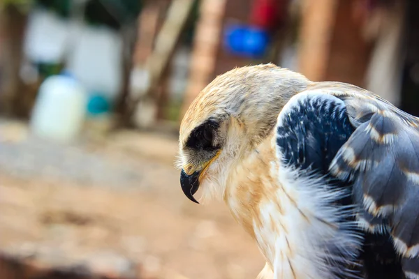 Falcon Молодий птах — стокове фото