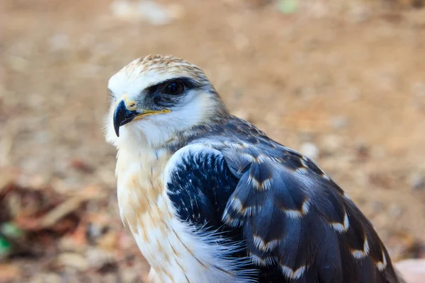 Falcon mladý pták — Stock fotografie