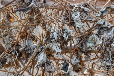 ağaç üzerinde şube asılı kuru yapraklar