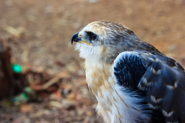 Young falcon bird — Stock Photo, Image