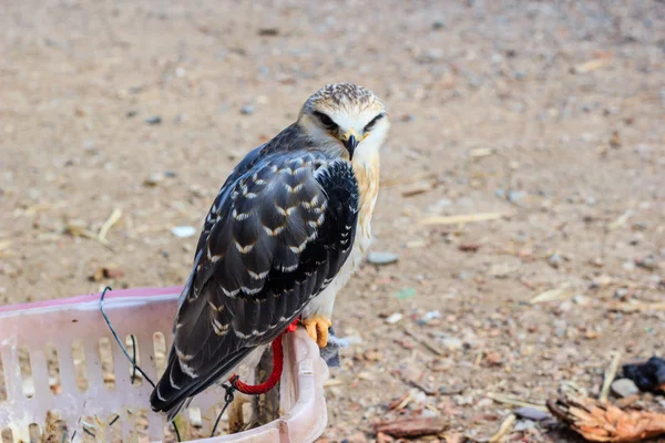 Falcon mladý pták — Stock fotografie