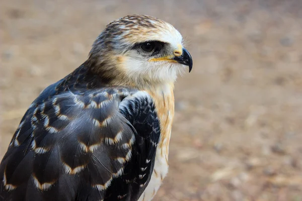 Falcon mladý pták — Stock fotografie