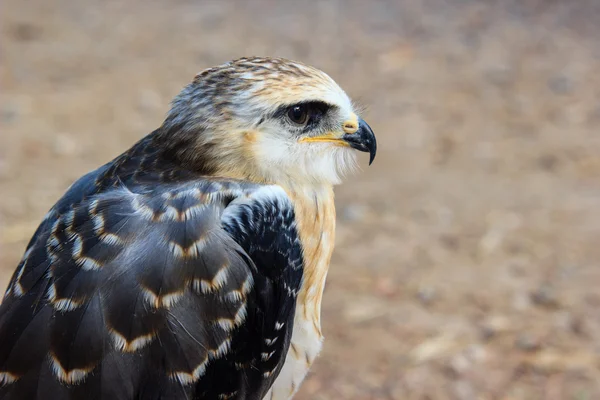 Unga falcon fågel — Stockfoto