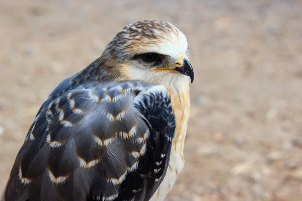 Falcon mladý pták — Stock fotografie