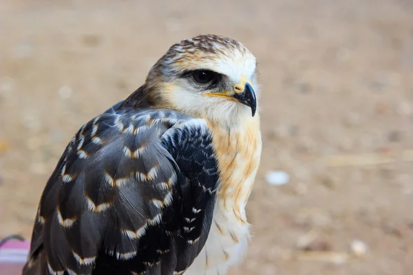 Falcon mladý pták — Stock fotografie