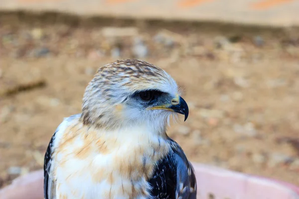 Falcon mladý pták — Stock fotografie