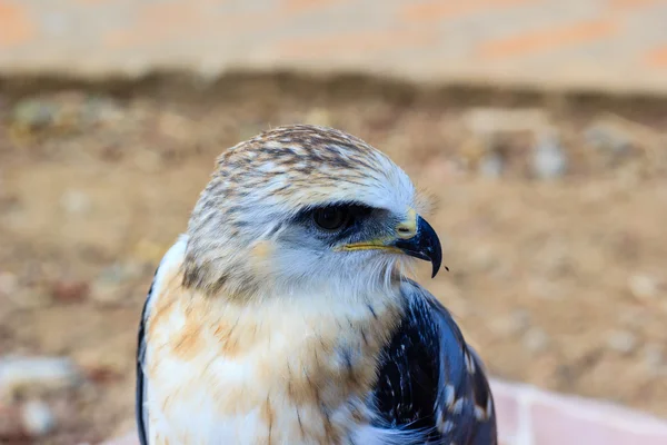 Giovane uccello falco — Foto Stock