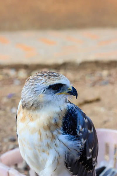 Jovem pássaro falcão — Fotografia de Stock