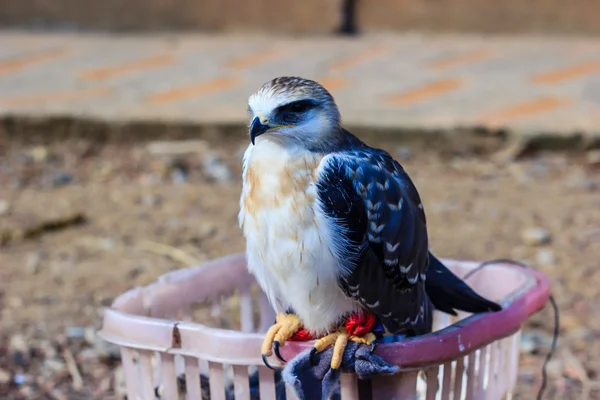 Genç Şahin kuşu — Stok fotoğraf