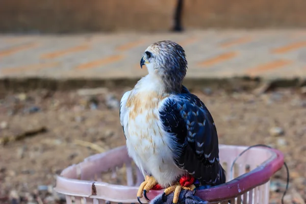 Jungfalkenvogel — Stockfoto