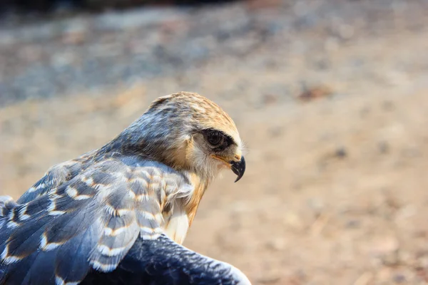 Jungfalkenvogel — Stockfoto