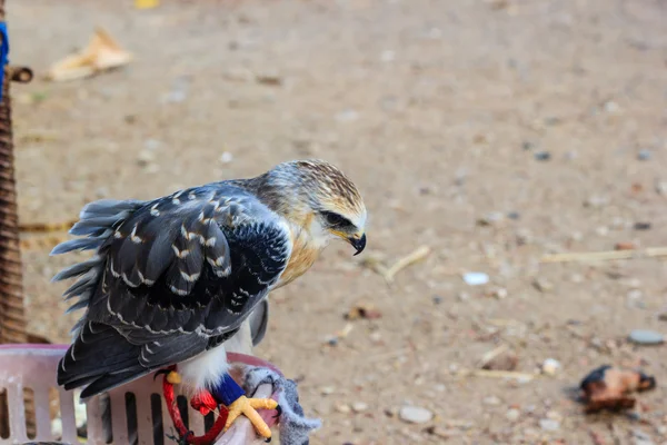 Falcon mladý pták — Stock fotografie