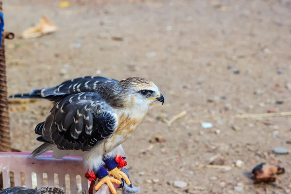 Jovem pássaro falcão — Fotografia de Stock