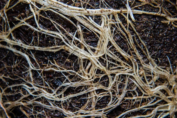 Roots and soil — Stock Photo, Image