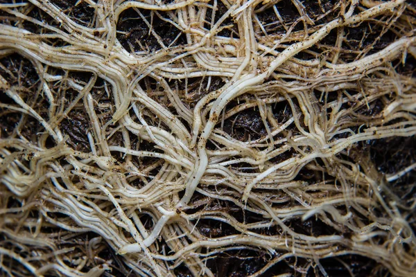 Roots and soil — Stock Photo, Image