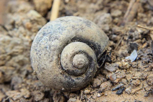 Old shell of snail on soil — Stock Photo, Image