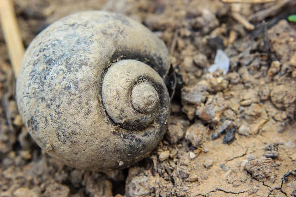 Old shell of snail on soil — Stock Photo, Image