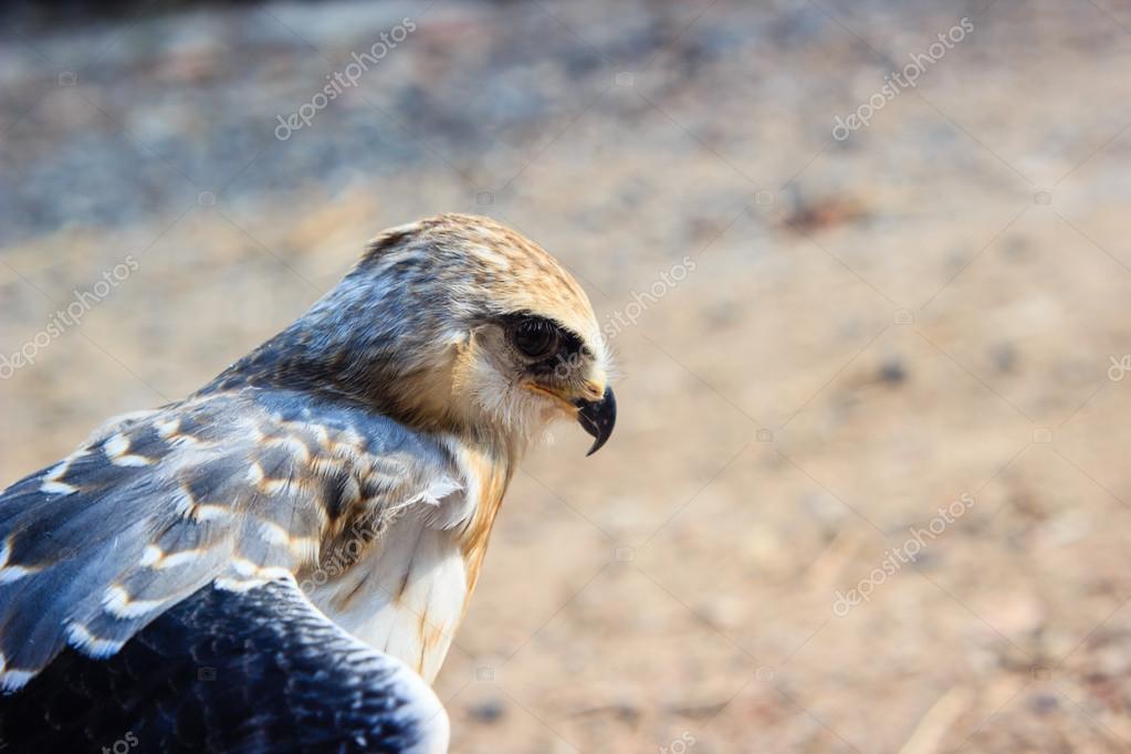 pássaro jovem falcão stock photo madozi 114531532