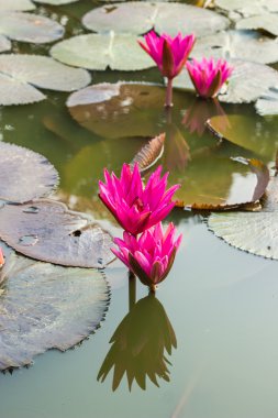 pembe nilüfer veya lotus çiçek çiçeklenme