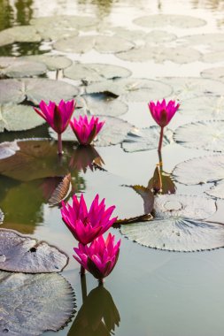 pembe nilüfer veya lotus çiçek çiçeklenme