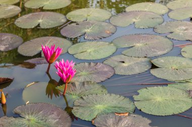 pembe nilüfer veya lotus çiçek çiçeklenme