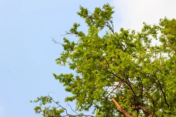 Cerca de tierra agrietada — Foto de Stock