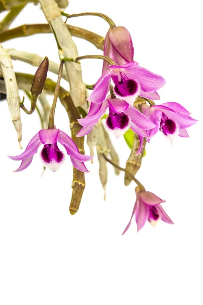 Flor de orquídea rosa aislada sobre fondo blanco — Foto de Stock
