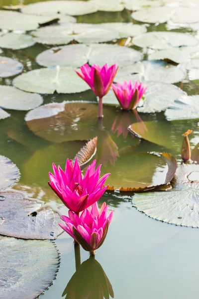 Pink waterlily or lotus flower blooming — Stock Photo, Image