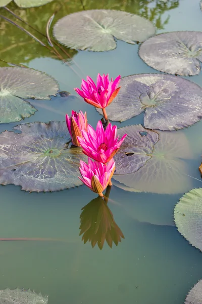 Pink waterlily or lotus flower blooming — Stock Photo, Image