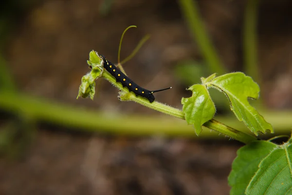 Caterpillar worm op blad in de tuin — Stockfoto