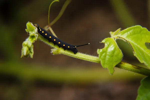 Caterpillar féreg, a levél a kertben — Stock Fotó