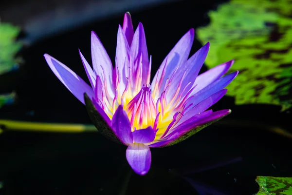 Lirio acuático violeta o flor de loto floreciendo en el estanque — Foto de Stock