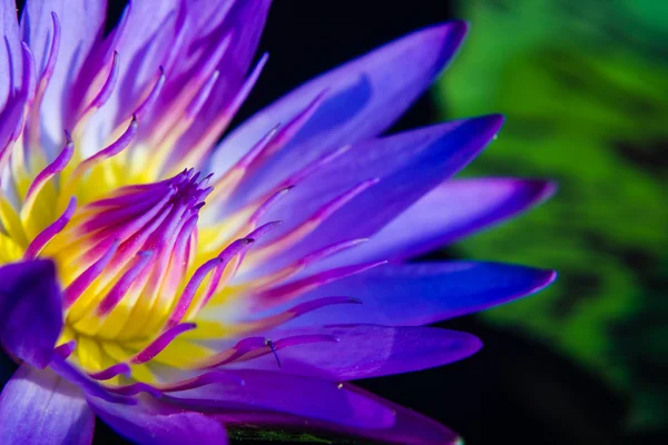 Part of purple Lotus Water Lilly pollen — Stock Photo, Image