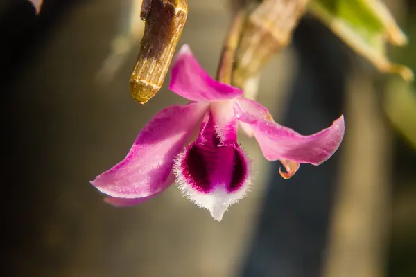 Pink orchid Flower — Stock Photo, Image