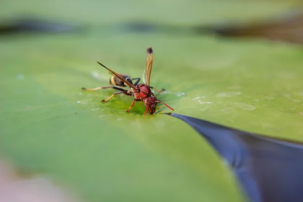 黄蜂饮用水 — 图库照片