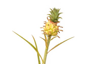 Beyaz arka plan üzerinde izole küçük ananas