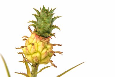 Beyaz arka plan üzerinde izole küçük ananas