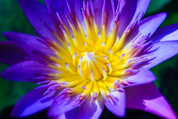 Part of purple Lotus Water Lilly pollen — Stock Photo, Image