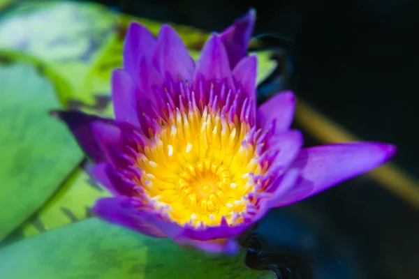 보라색 수련 또는 로터스 꽃 연못에 피 — 스톡 사진