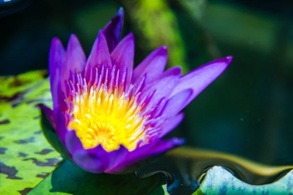 Violeta waterlily ou flor de lótus florescendo na lagoa — Fotografia de Stock